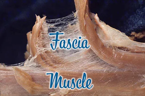 Fascia Muscles